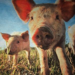 Genuine Rodeo Rags pigs onsie